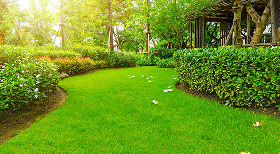 Lawn Maintenance